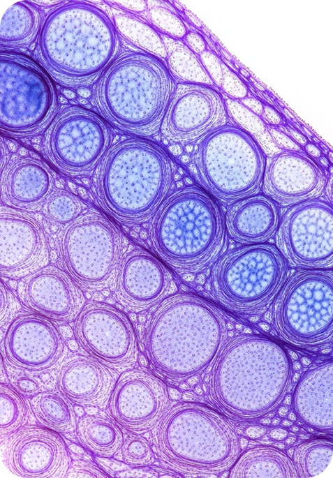 Cells Image